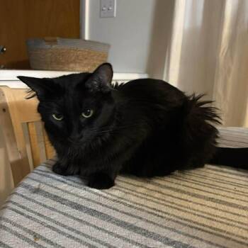 Mange Taylor -  Domestic Long Hair Cat for Adoption in Eagle Mountain, Utah - Mange Taylor | PetCurious