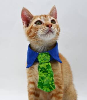 Tabby Cats Available for Adoption in Mobile, Alabama - Bo | PetCurious