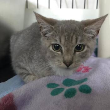 Iris -  Domestic Short Hair Cat for Adoption in Jessup, Maryland - Iris | PetCurious