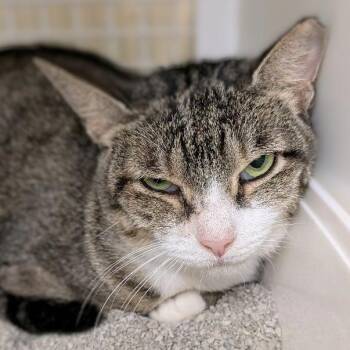 Hazel -  Domestic Short Hair Cat for Adoption in Buffalo, New York - Hazel | PetCurious