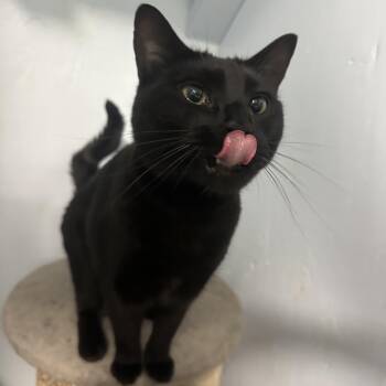 Ziggy -  Domestic Short Hair Cat for Adoption in Mission, British Columbia - Ziggy | PetCurious