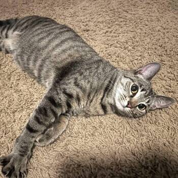 Tigger -  Domestic Short Hair Cat for Adoption in Saratoga Springs, New York - Tigger | PetCurious