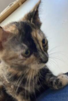 Rose -  Domestic Short Hair Cat for Adoption in Dayton, Minnesota - Rose | PetCurious