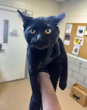 Rook -  Domestic Short Hair Cat for Adoption in Nashville, Tennessee - Rook | PetCurious