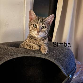 Tabby Cats Available for Adoption - Simba M.  | PetCurious
