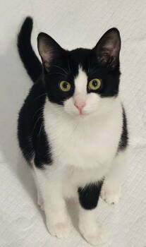Rescue Domestic Short Hair Cats for Adoption in Rockaway, New Jersey - Harry & Eddie KITTEN | PetCurious