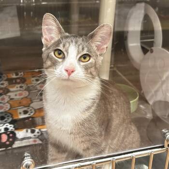 Etude -  Domestic Short Hair Cat for Adoption in Evanston, Illinois - Etude | PetCurious