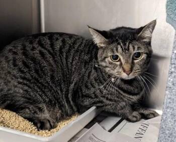 Cocoa -  Domestic Short Hair Cat for Adoption in Daytona Beach, Florida - Cocoa | PetCurious