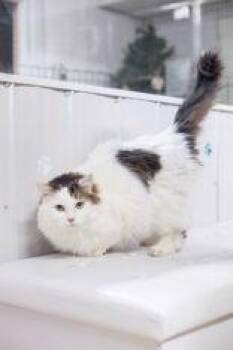 Felix -  Domestic Long Hair Cat for Adoption in Cobourg, Ontario - Felix | PetCurious