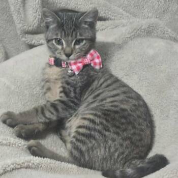 Baby Violet -  Domestic Short Hair Cat for Adoption in Meridian, Idaho - Baby Violet | PetCurious