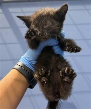 CLEO -  Domestic Short Hair Cat for Adoption in San Bernardino, California - CLEO | PetCurious