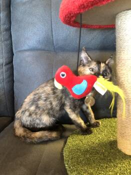 Rescue Domestic Short Hair Cats for Adoption in Seven Valleys, Pennsylvania - Belinda | PetCurious