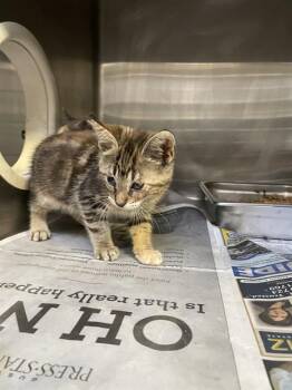Domestic Short Hair Cats Available for Adoption in Stockton, California - A376513 | PetCurious