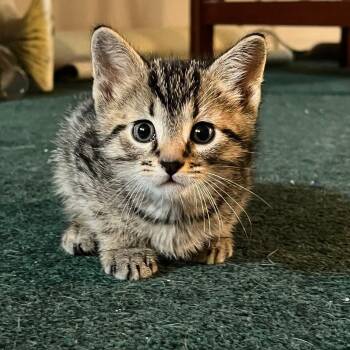 Sven -  Domestic Short Hair Cat Available for Adoption in Landenberg, Pennsylvania - Sven | PetCurious