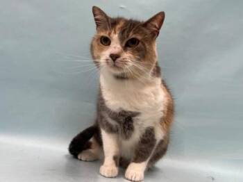 Pablo -  Domestic Short Hair Cat for Adoption in Minneapolis, Minnesota - Pablo | PetCurious
