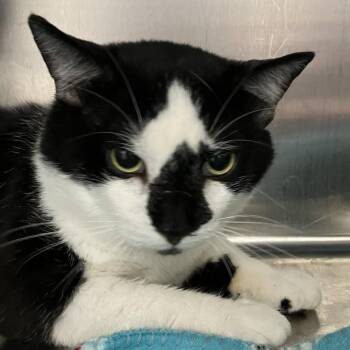 Carter -  Domestic Short Hair Cat for Adoption in Grand Rapids, Michigan - Carter | PetCurious