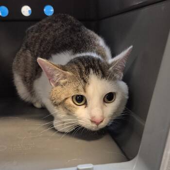 Jumper 4491 -  Domestic Short Hair Cat for Adoption in Columbus, Georgia - Jumper 4491 | PetCurious