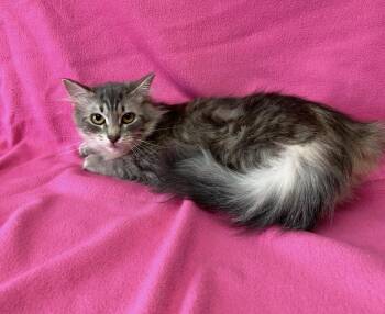 Domestic Medium Hair Cats Available for Adoption - Jenna | PetCurious
