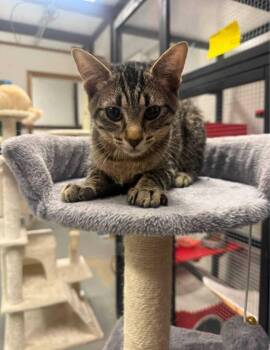 Luke -  Domestic Short Hair Cat for Adoption in Tulsa, Oklahoma - Luke | PetCurious