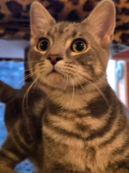 Steele -  Domestic Short Hair Cat for Adoption in Sioux Falls, South Dakota - Steele | PetCurious
