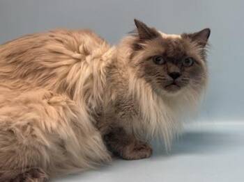 Cudi -  Domestic Long Hair and Domestic Short Hair Cat for Adoption in Golden Valley, Minnesota - Cudi | PetCurious