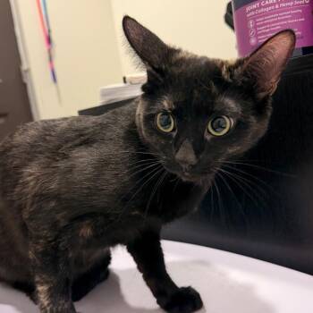 Autumn -  Domestic Short Hair Cat for Adoption in Tampa, Florida - Autumn | PetCurious
