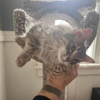 Domestic Short Hair Cats Available for Adoption - Brahm | PetCurious