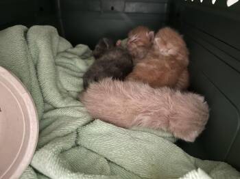 Tanner -  Domestic Short Hair Cat for Adoption in Richmond, Virginia - Tanner | PetCurious