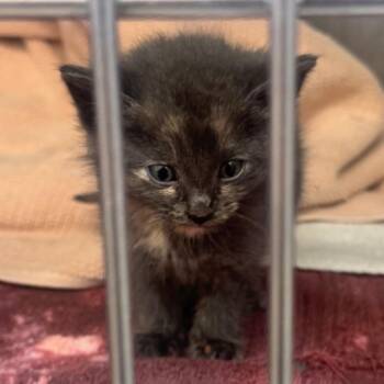 Domestic Short Hair Cats Available for Adoption in Auburn, Alabama - Nyx | PetCurious