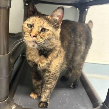 Cali -  Domestic Short Hair Cat for Adoption in Brownsboro, Alabama - Cali | PetCurious