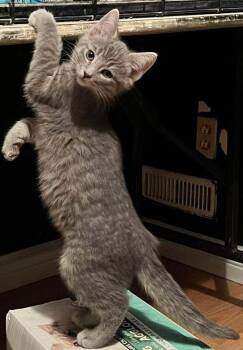 Tequila -  Domestic Short Hair Cat for Adoption in Mississauga, Ontario - Tequila | PetCurious