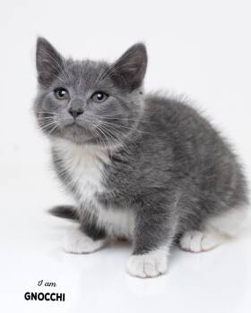 Gnocchi -  Domestic Short Hair Cat for Adoption in Boone, Iowa - Gnocchi | PetCurious