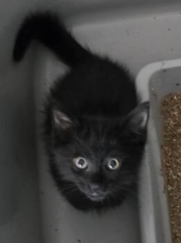 Ringo -  Domestic Short Hair Cat for Adoption in Gardena, California - Ringo | PetCurious