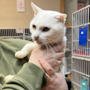 Domestic Short Hair Cats Available for Adoption - Poppy | PetCurious