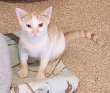 Orion -  Domestic Short Hair and Tabby Cat for Adoption in Fairfield, Iowa - Orion | PetCurious
