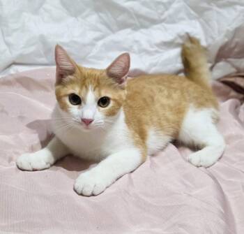 GINGER -  Domestic Short Hair and American Bobtail Cat for Adoption in San Juan, San Juan - GINGER | PetCurious