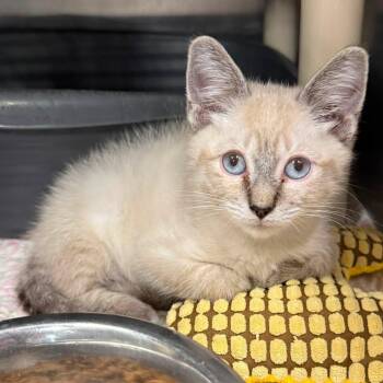 BEAU -  Siamese Cat for Adoption in Wyandotte, Michigan - BEAU | PetCurious