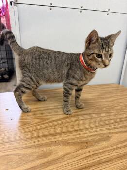 Clarisse -  American Shorthair and Tabby Cat for Adoption in Shrewsbury, Massachusetts - Clarisse | PetCurious