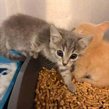 Peaches -  Domestic Short Hair Cat for Adoption in Franklin, North Carolina - Peaches | PetCurious