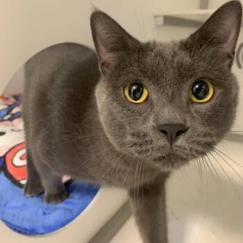 Greyson -  Domestic Short Hair Cat for Adoption in Boston, Massachusetts - Greyson | PetCurious