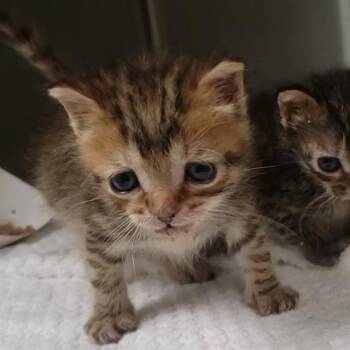 SLICE -  Domestic Short Hair Cat for Adoption in Charlotte, North Carolina - SLICE | PetCurious