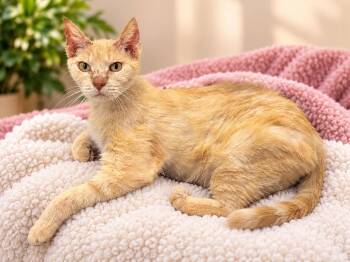 Owen -  Domestic Short Hair Cat for Adoption in Fulton, New York - Owen | PetCurious
