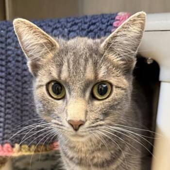 Domestic Short Hair Cats Available for Adoption in Lansing, Michigan - Debbie | PetCurious