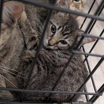 Rexi -  Domestic Short Hair Cat for Adoption in Buchanan Dam, Texas - Rexi | PetCurious