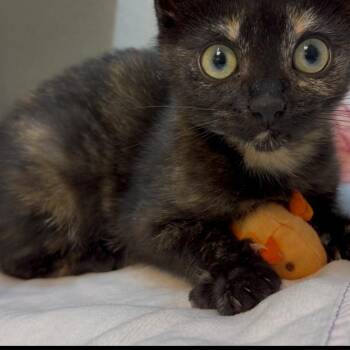 Stella Luna -  Domestic Short Hair Cat for Adoption in Pittsburgh, Pennsylvania - Stella Luna | PetCurious
