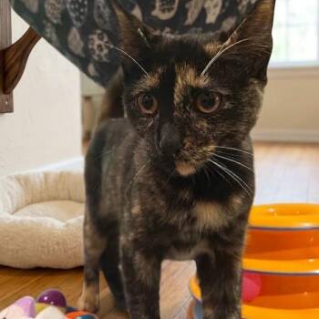 Stormy -  Domestic Short Hair Cat for Adoption in Boca Raton, Florida - Stormy | PetCurious