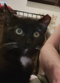 Domestic Short Hair Cats Available for Adoption in Phoenix, Arizona - Itty Bitty | PetCurious