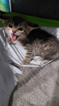 Mowgli -  Domestic Short Hair Cat for Adoption in Cincinnati, Ohio - Mowgli | PetCurious