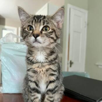 Pearl -  Domestic Short Hair Cat for Adoption in Cincinnati, Ohio - Pearl | PetCurious