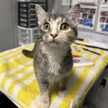 Ginny Weasley -  Domestic Short Hair Cat for Adoption in West Olive, Michigan - Ginny Weasley | PetCurious